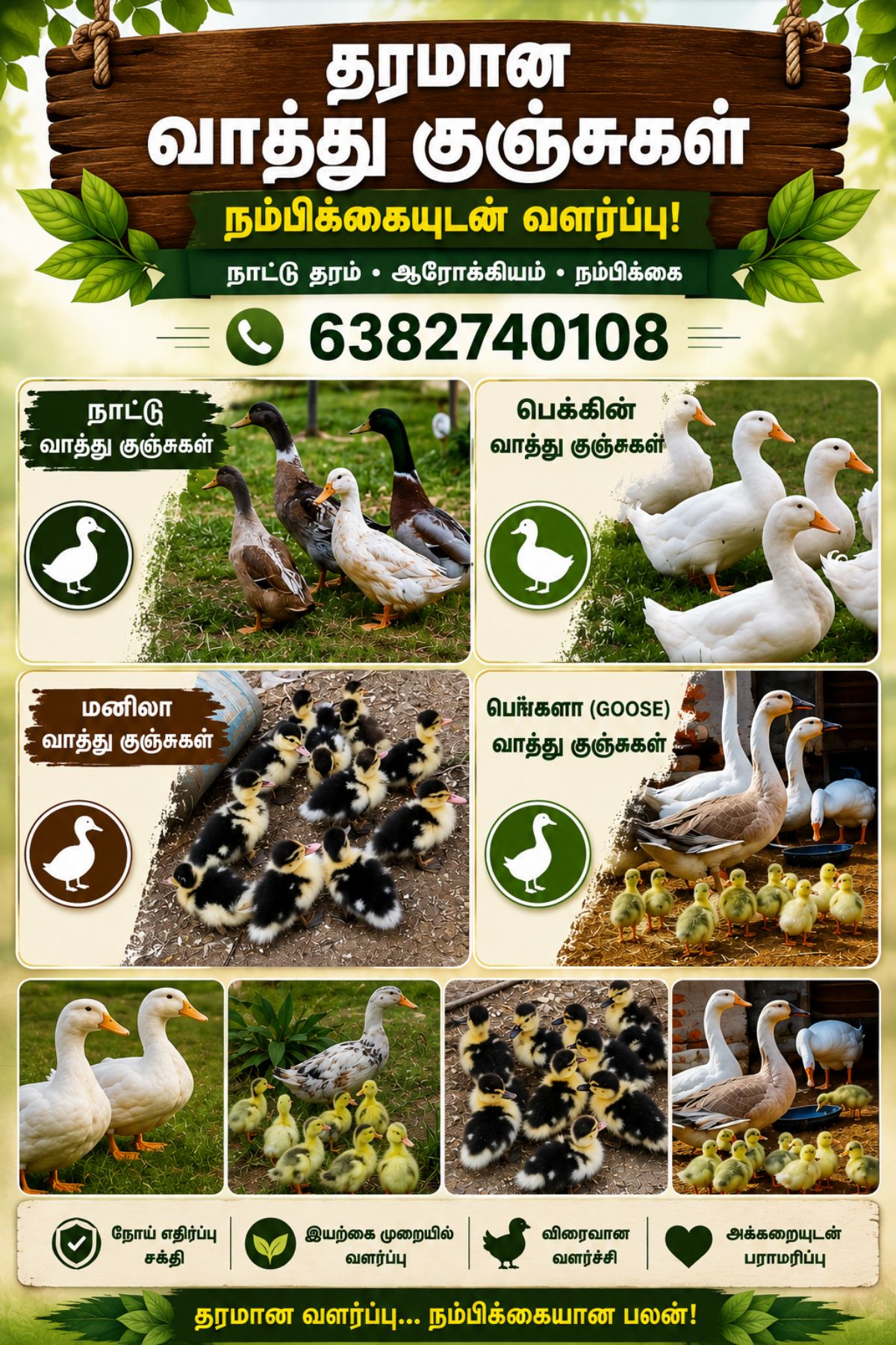 All Types Of Duck Chicks