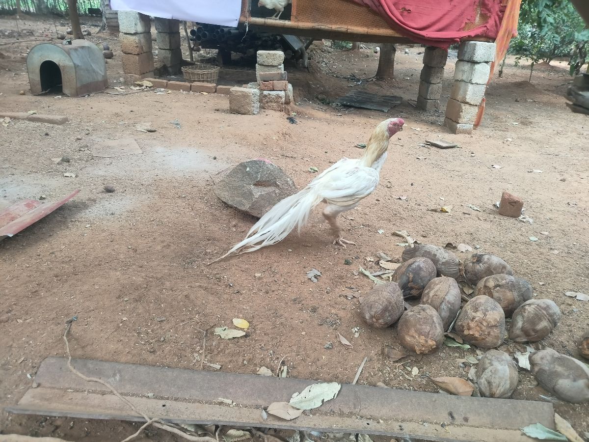 களி மூக்கு சேவல்