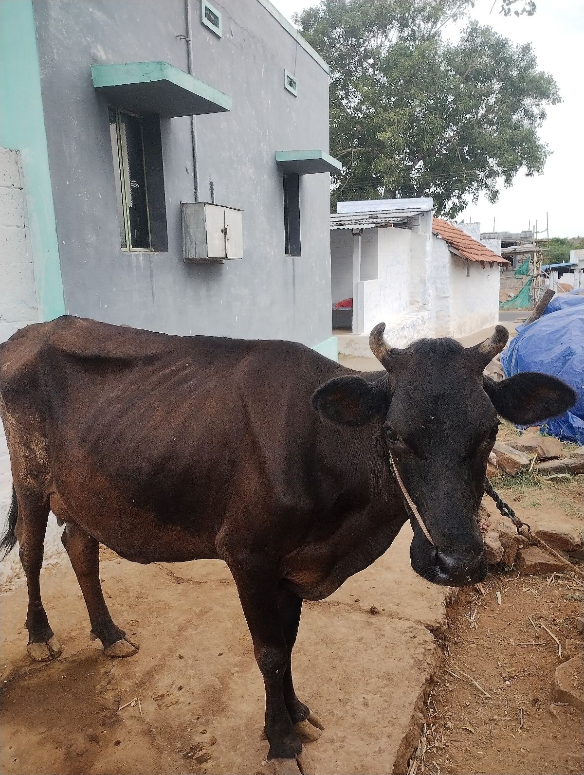 Alikar Breed