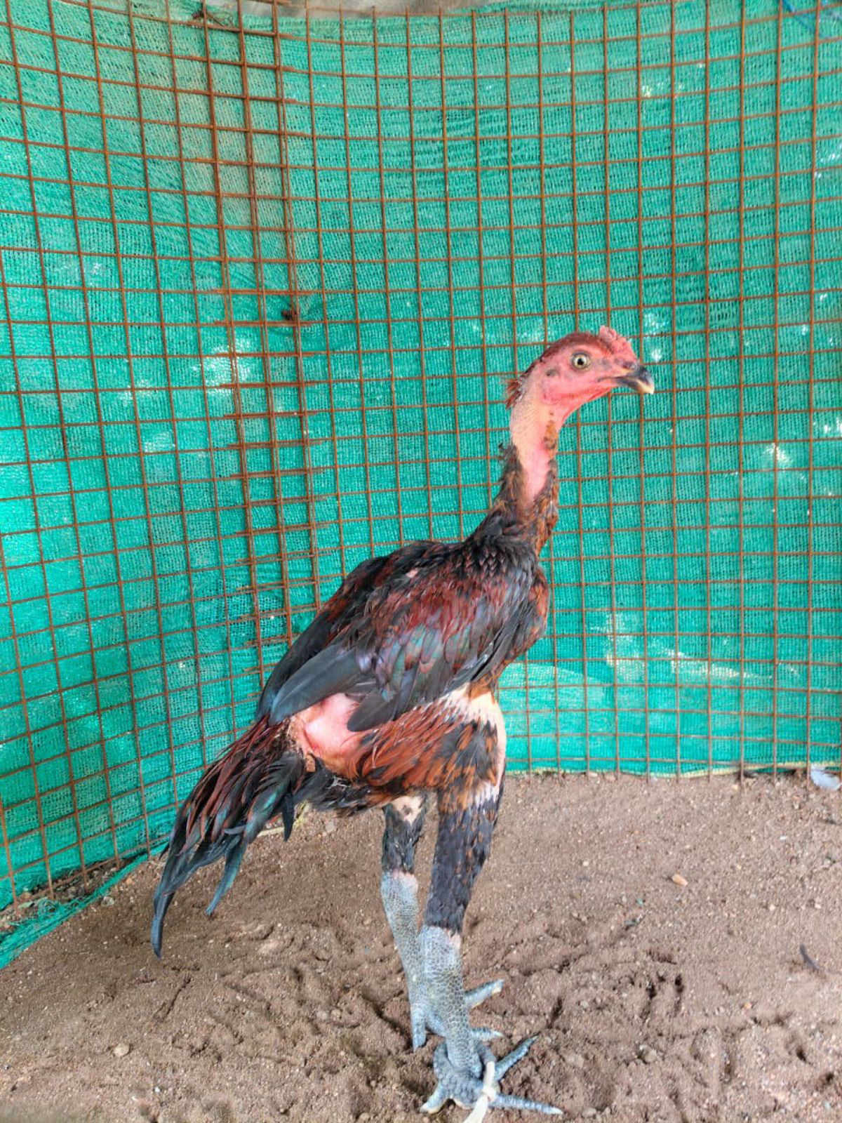 செங்கருப்பு