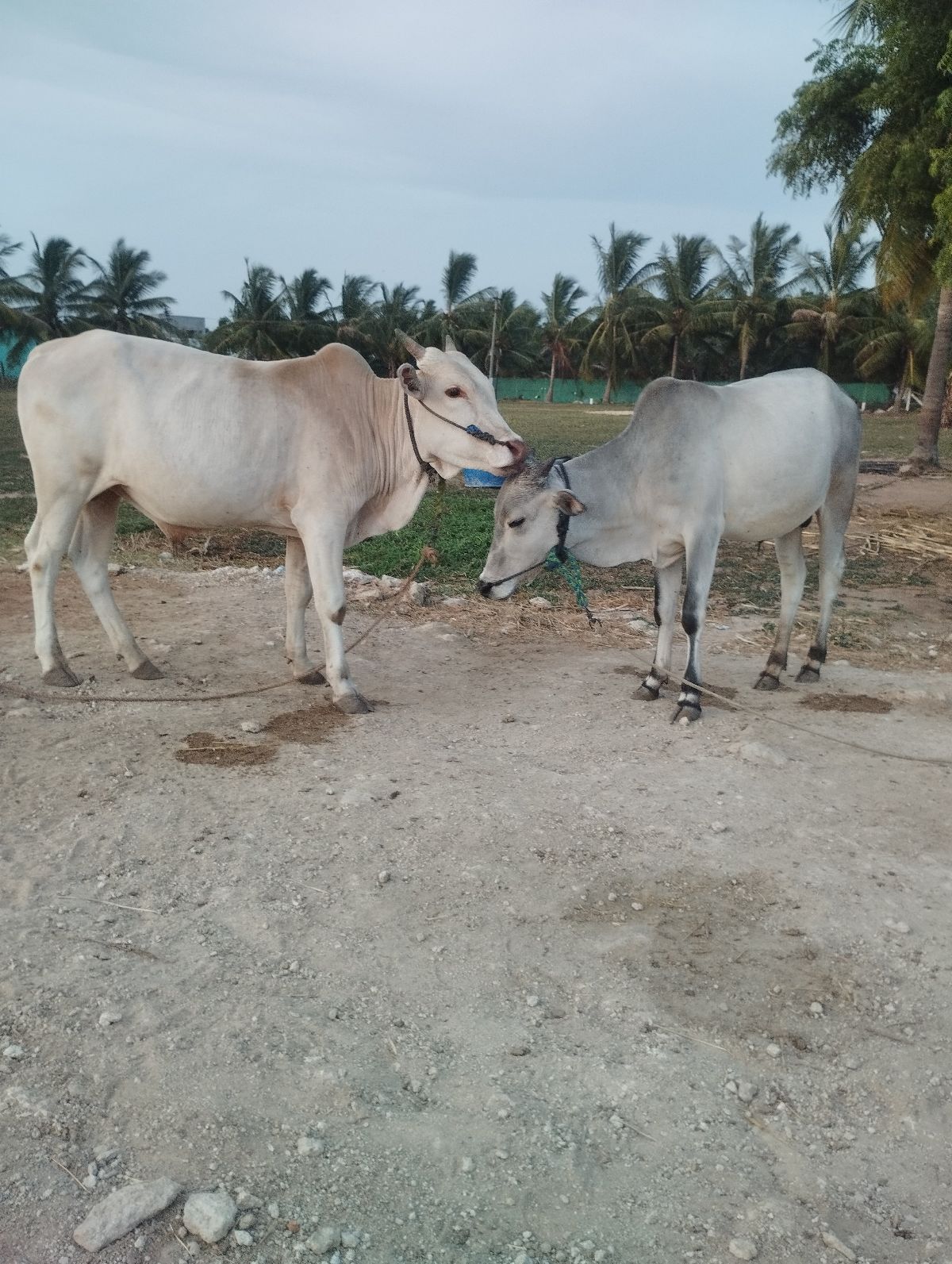 காளை