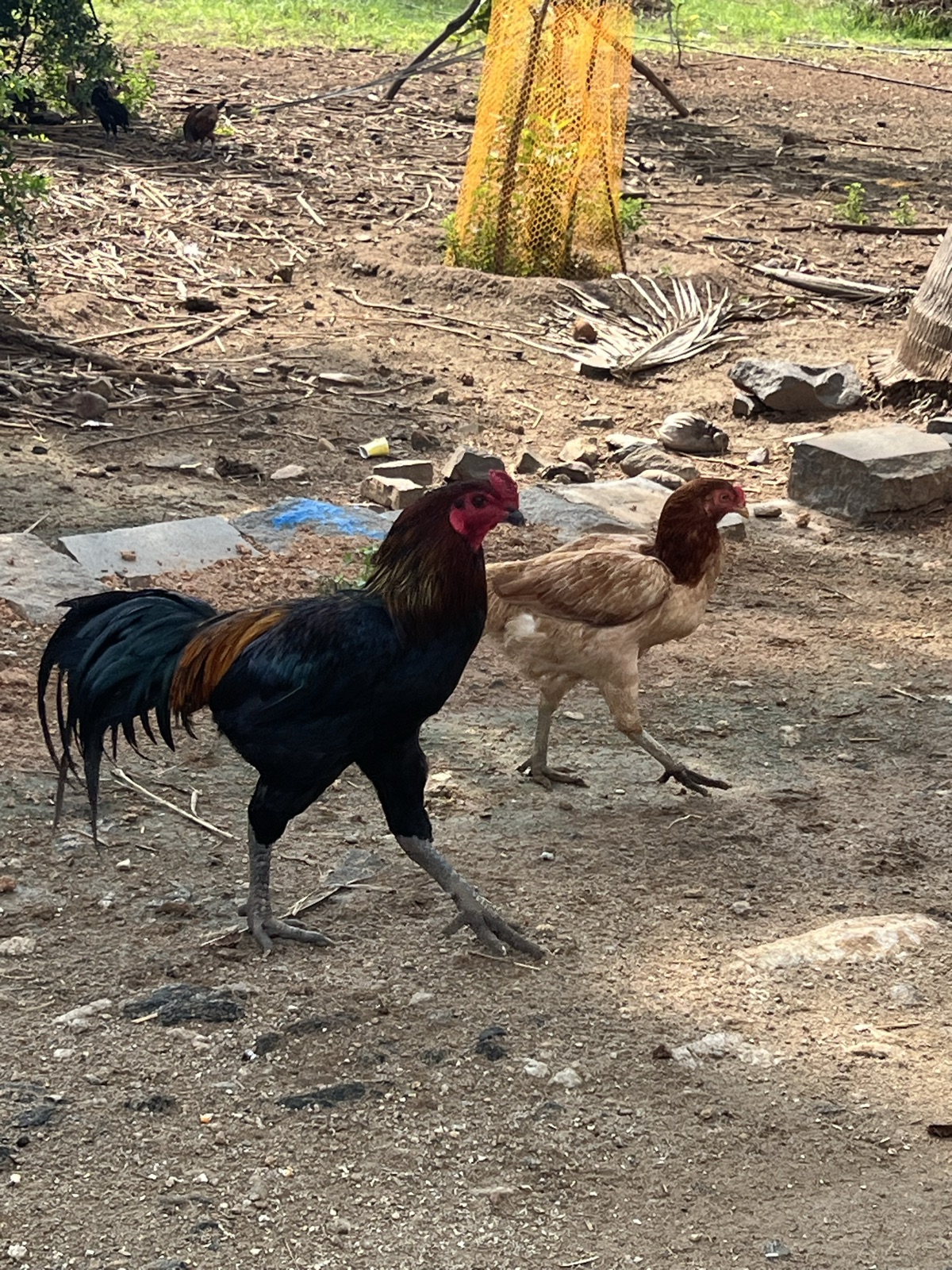 Parun Jathi