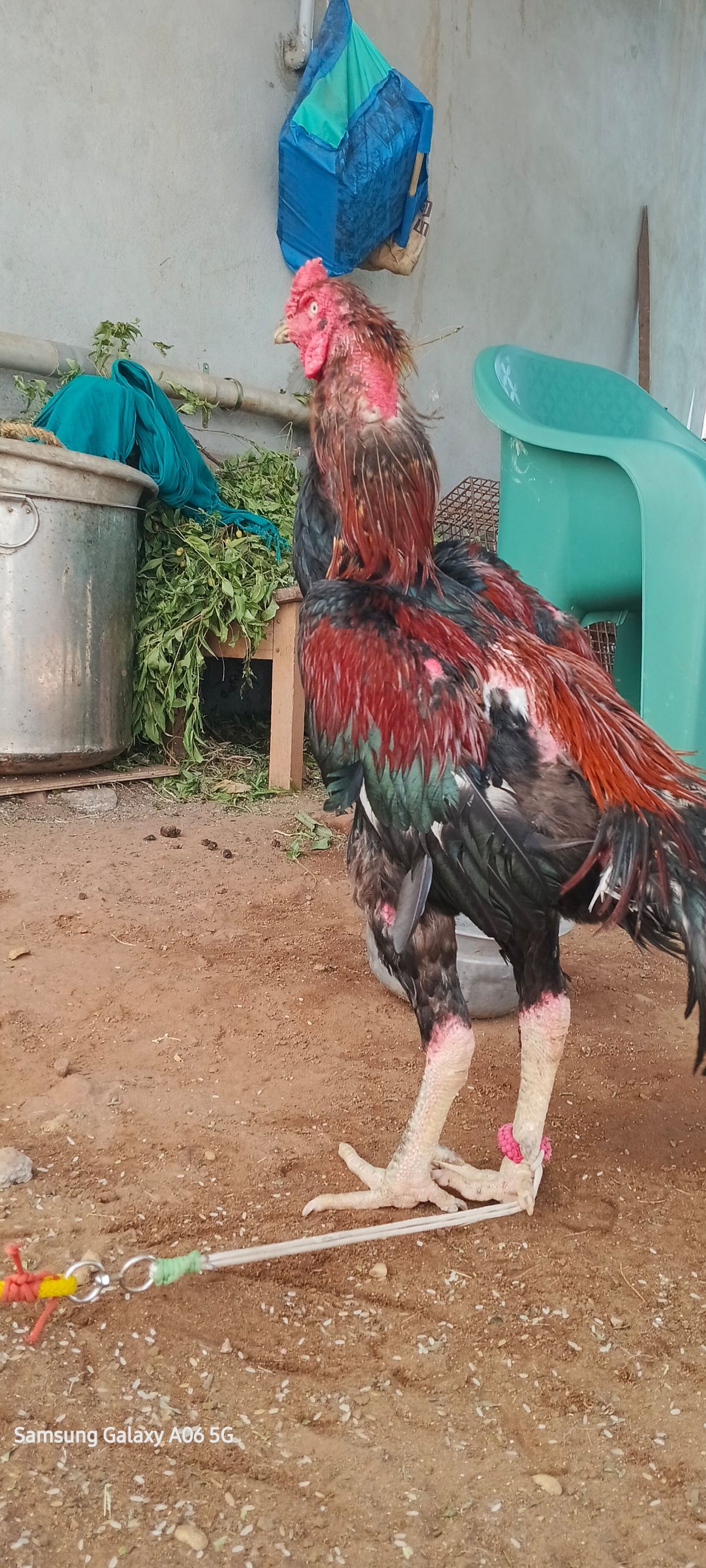 வெத்துக்கால்