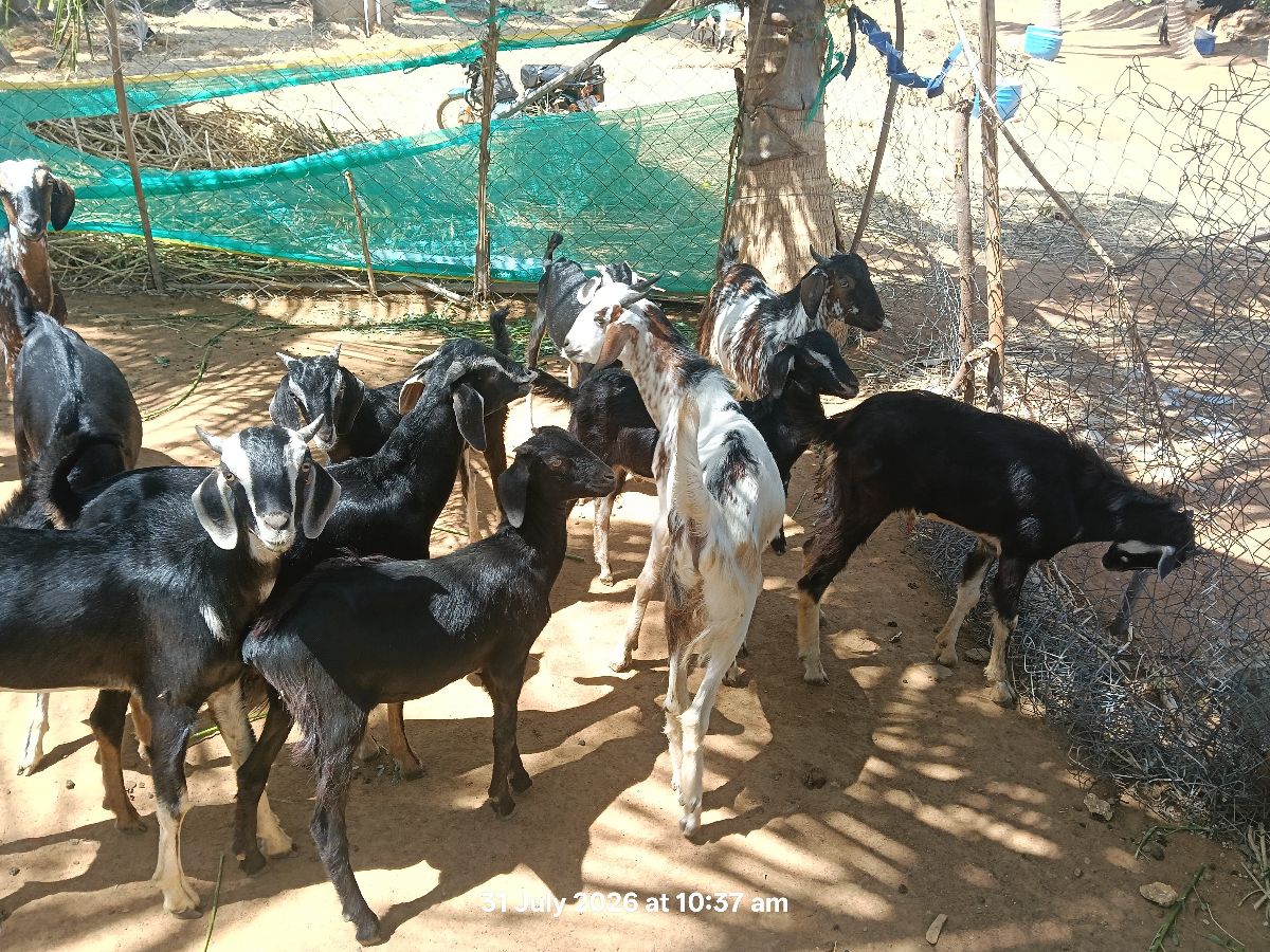கன்னி மற்றும் செம்போர்
