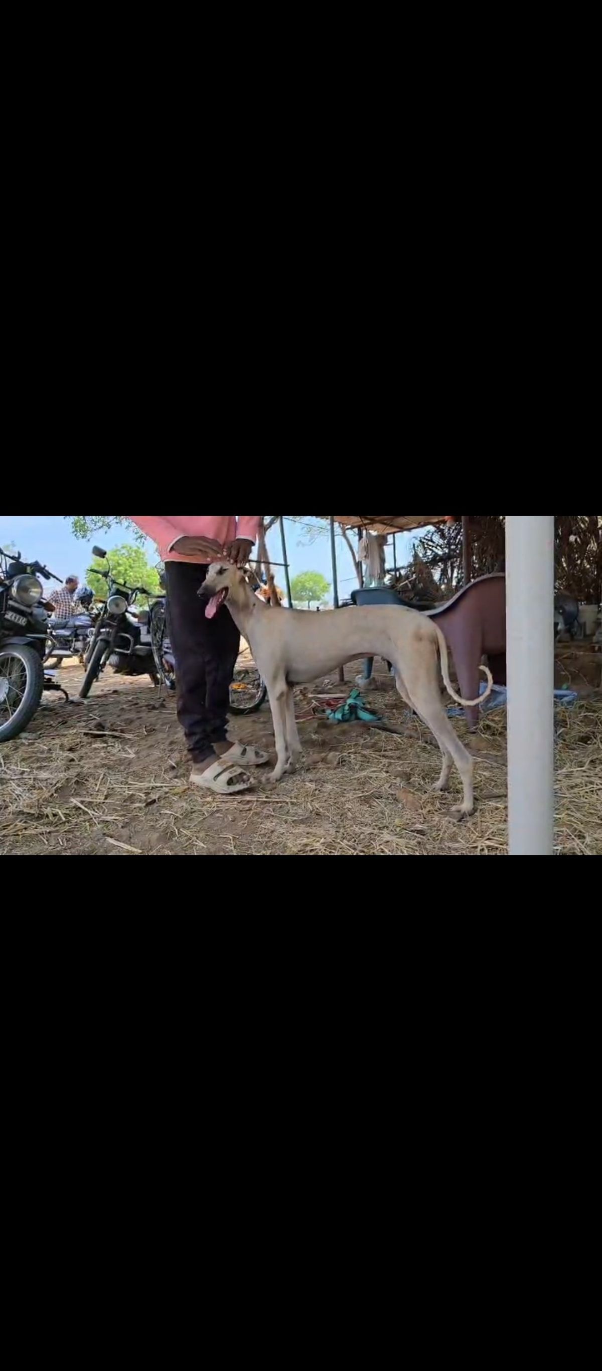 Sippiparai