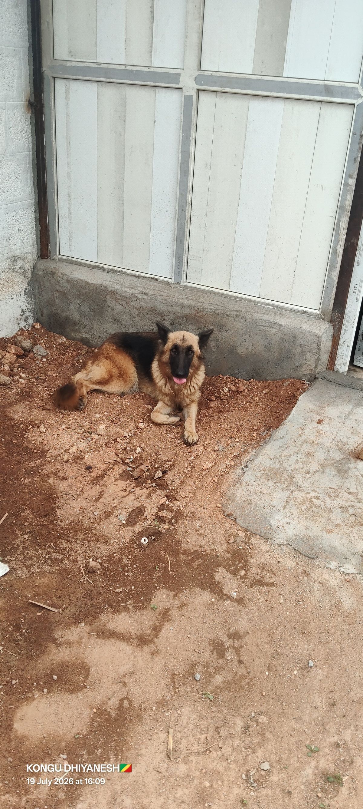 Jerman Shepherd