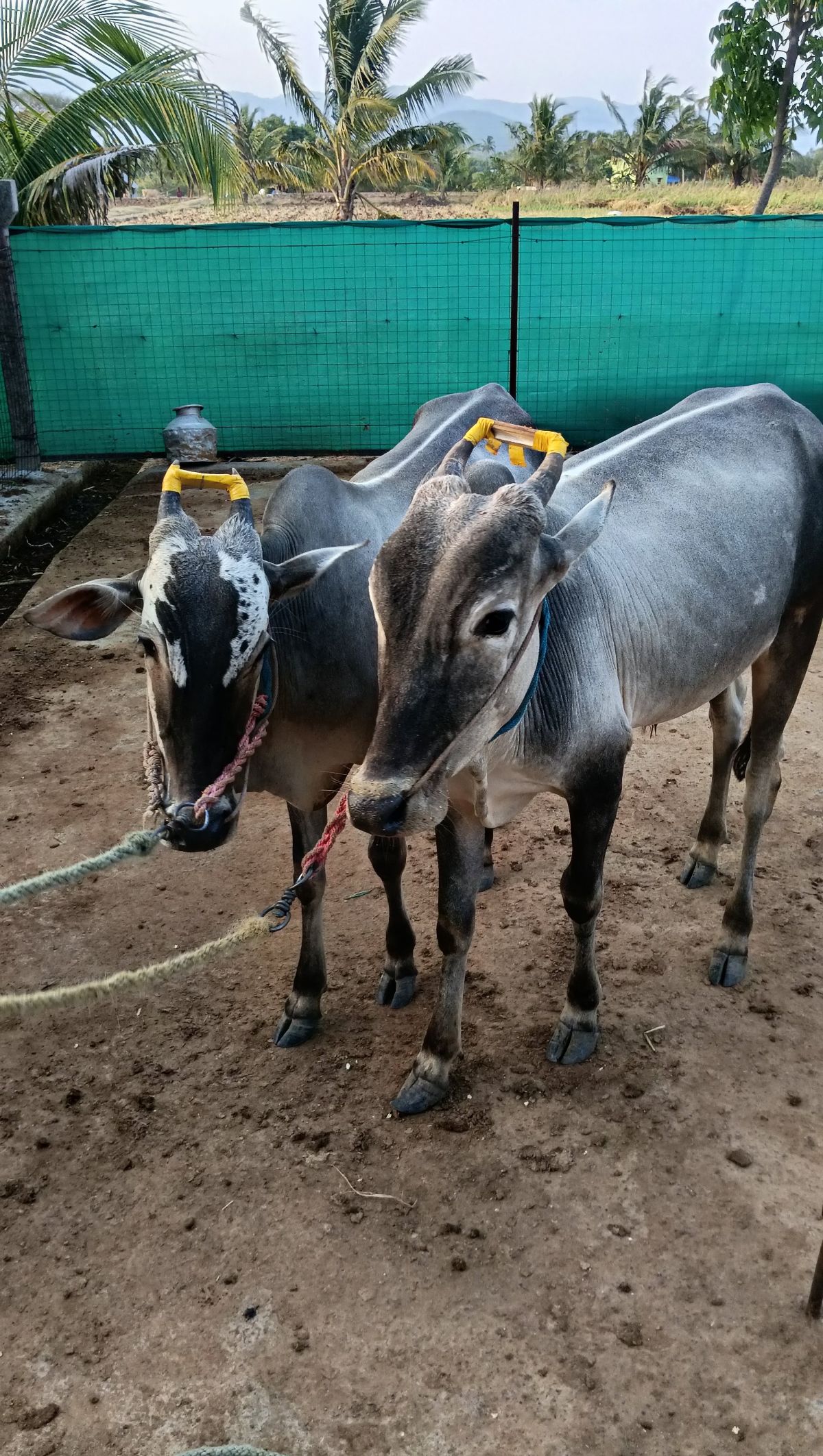 பூரணி காளை
