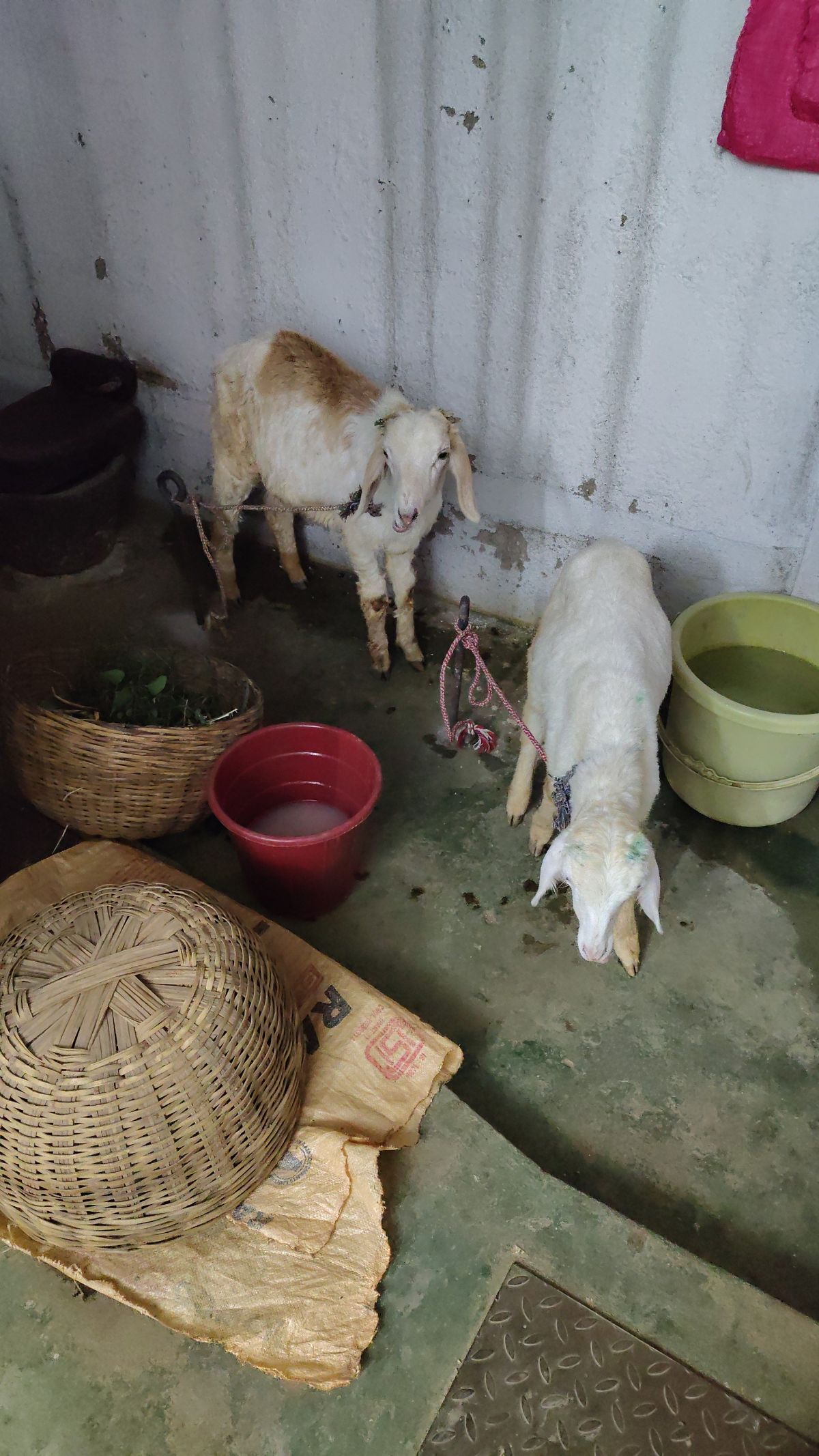 Other Feed & Fodder