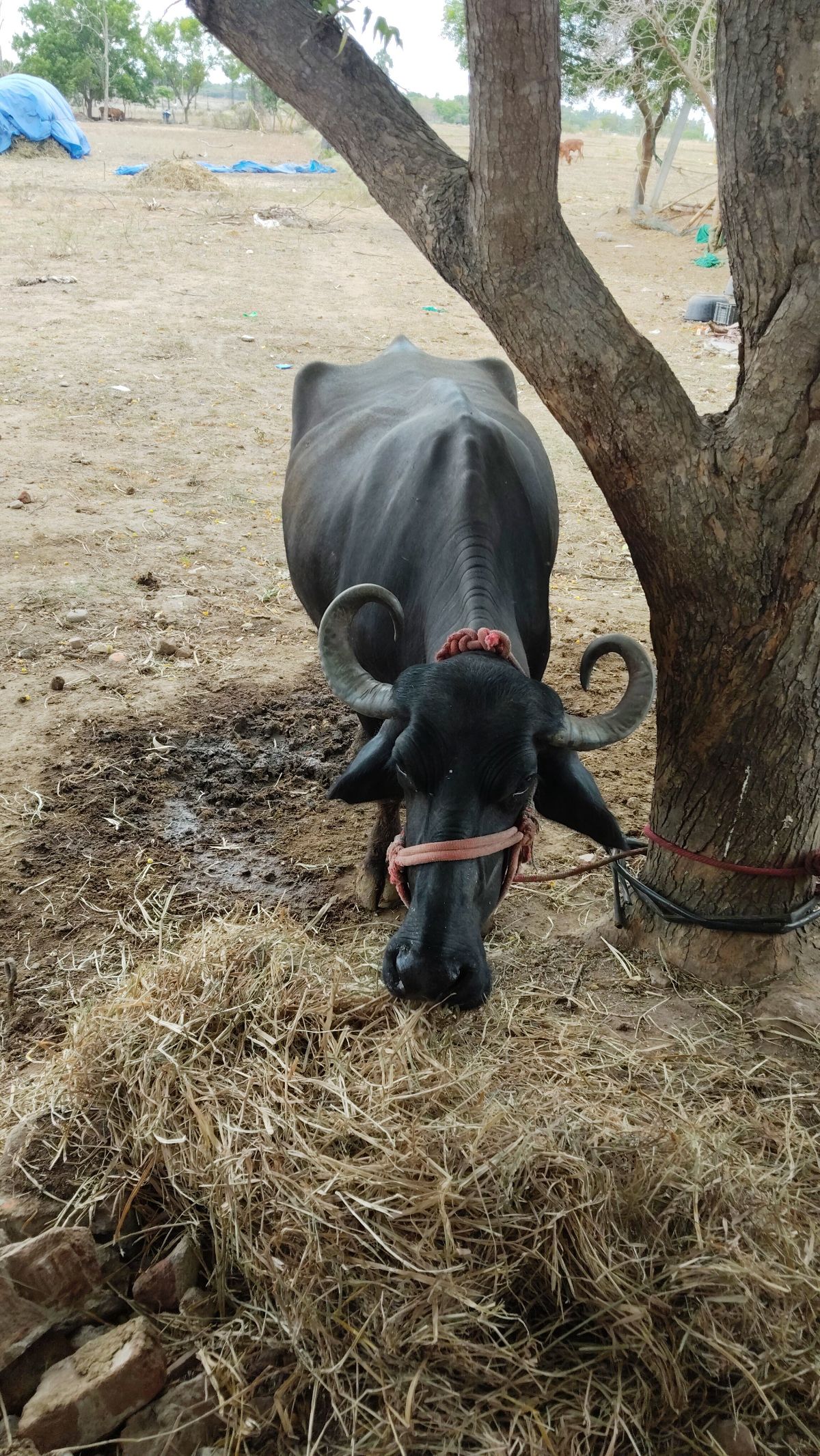 முரா கிராஸ்