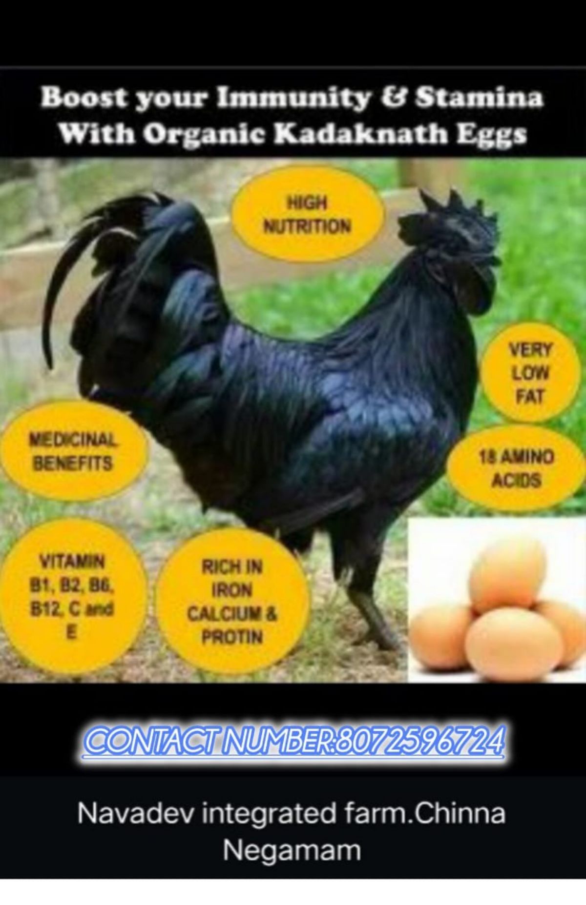 Kadakanath Chicks &Egg