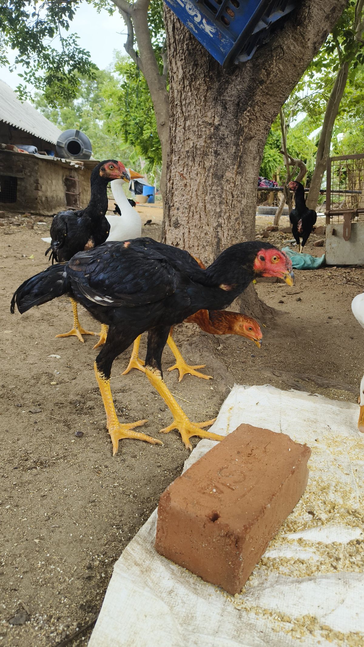 சண்டை 🐓