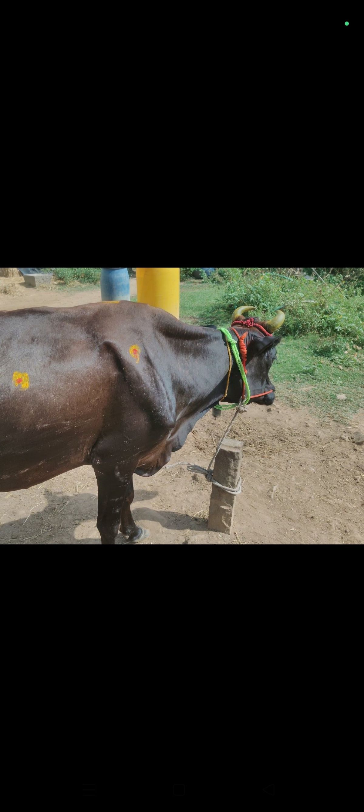 செம்போத்து
