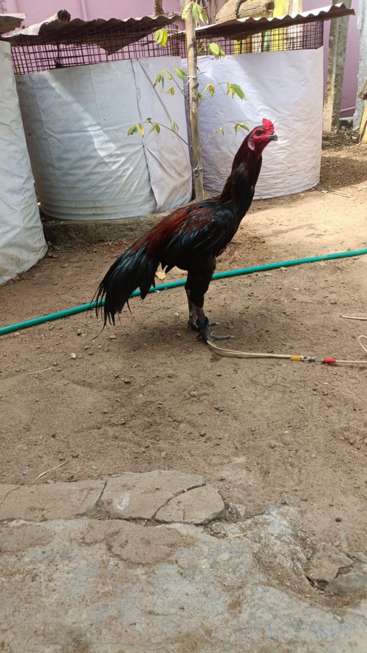 Senkaruppu