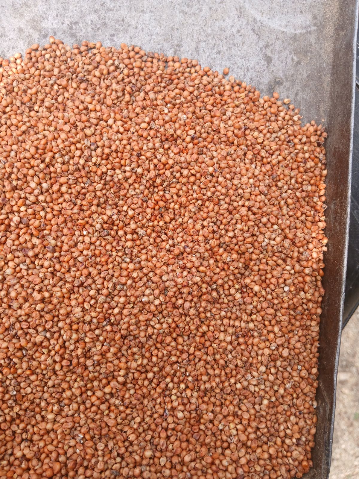 Fodder Seed