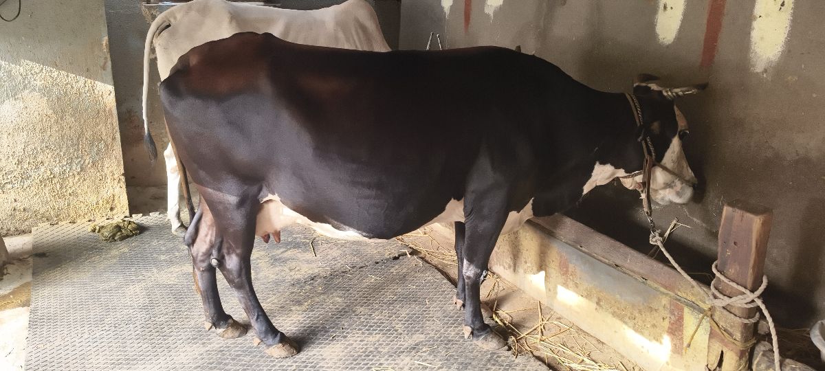 ஜெருச்சி