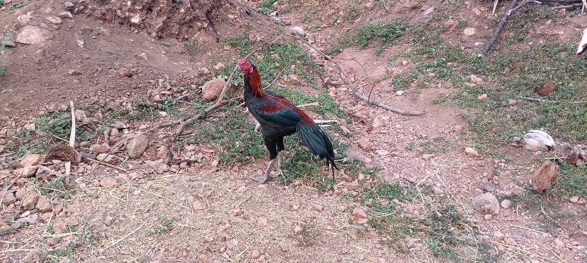 Peruvedai Seval