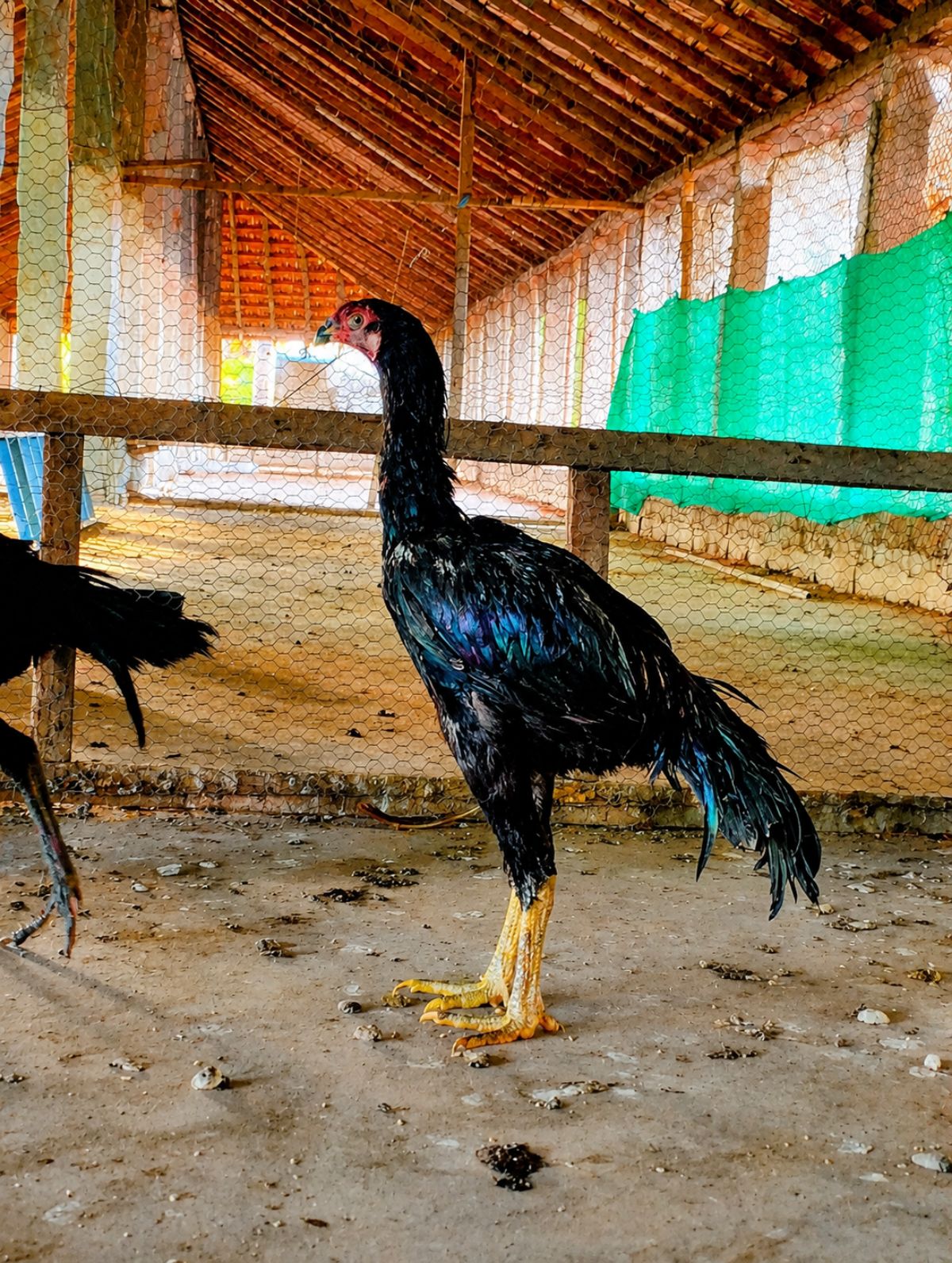 பெருவெடை சேவல்