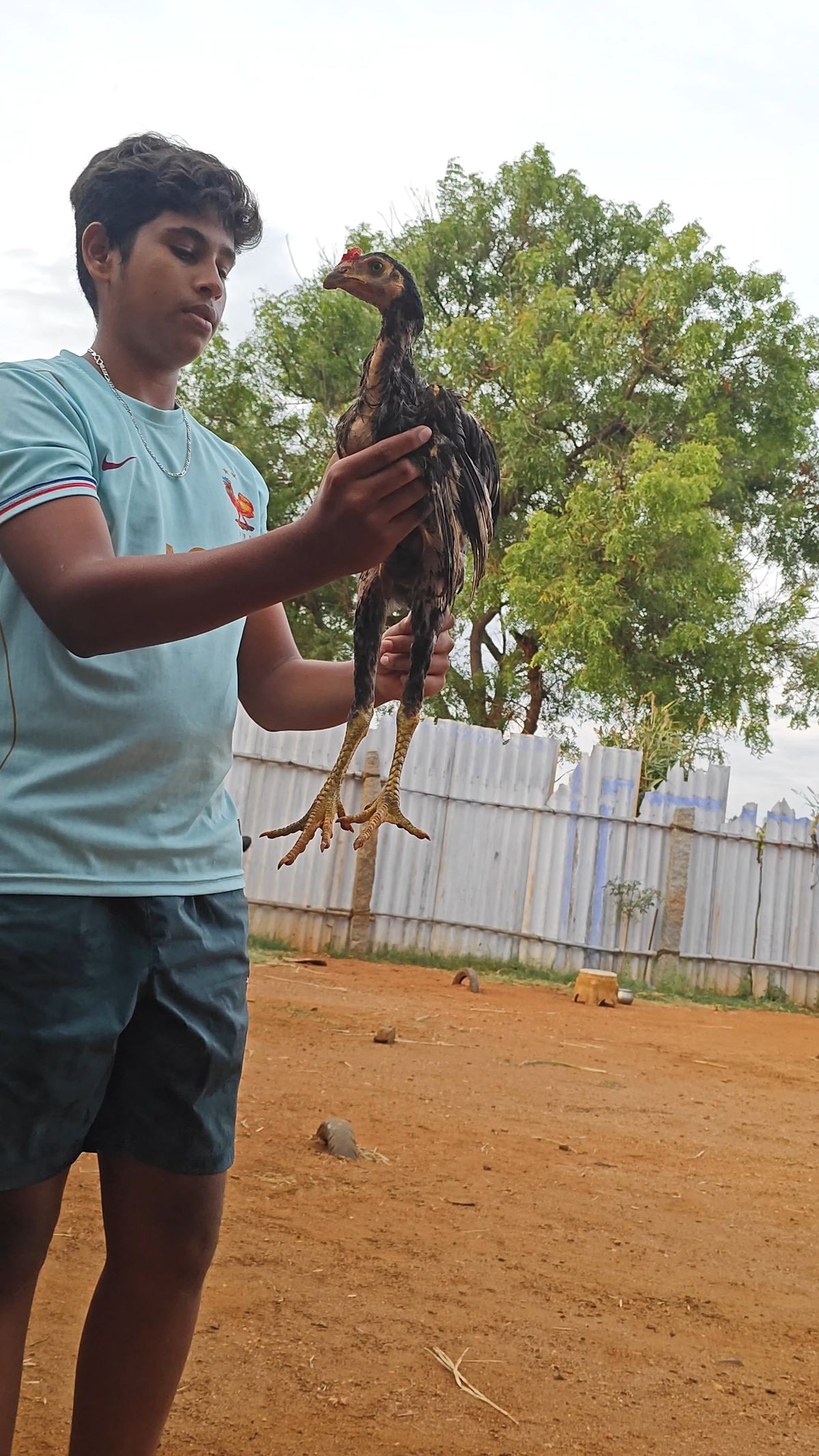 Peruvidai Koli Seval