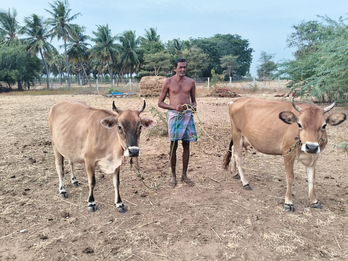 ஜெர்சி கலப்பினம்.