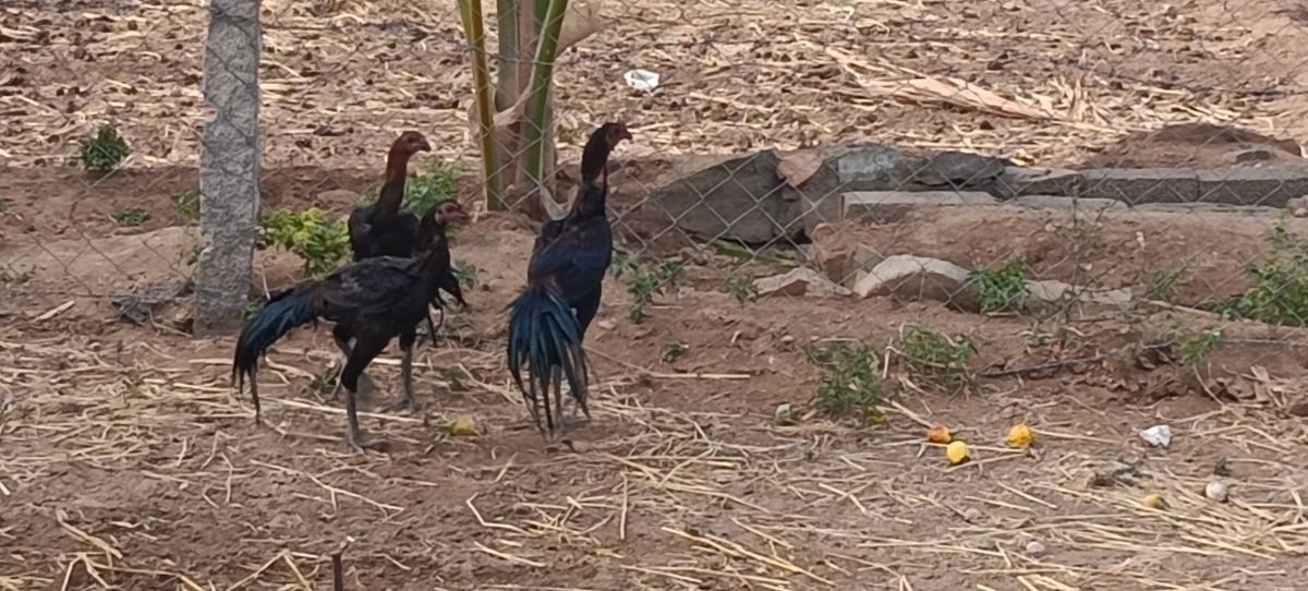 Senkaruppu Patta