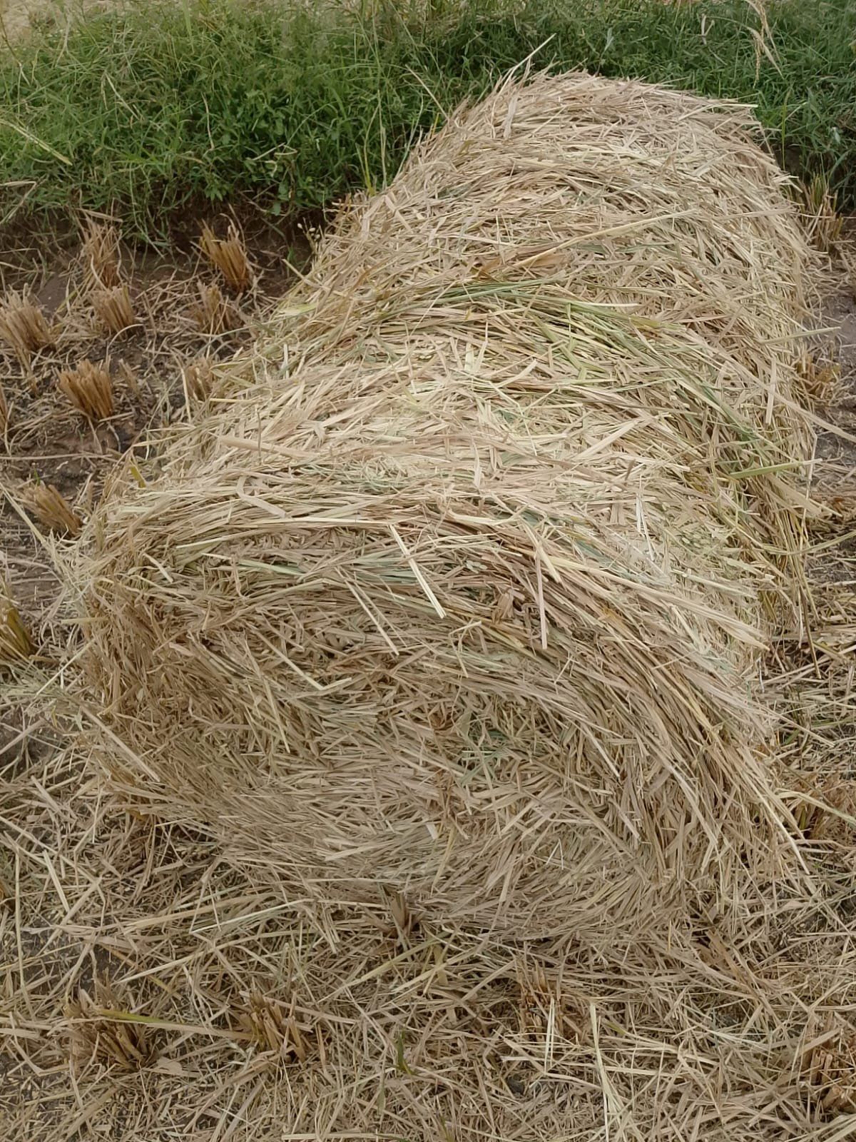 Paddy Straw