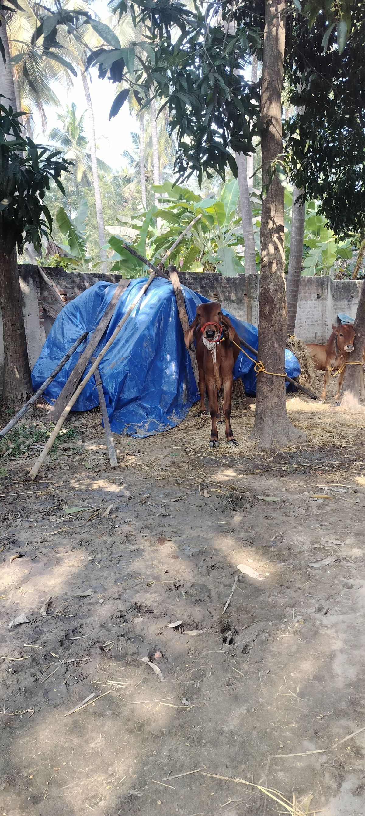 Gir Cow