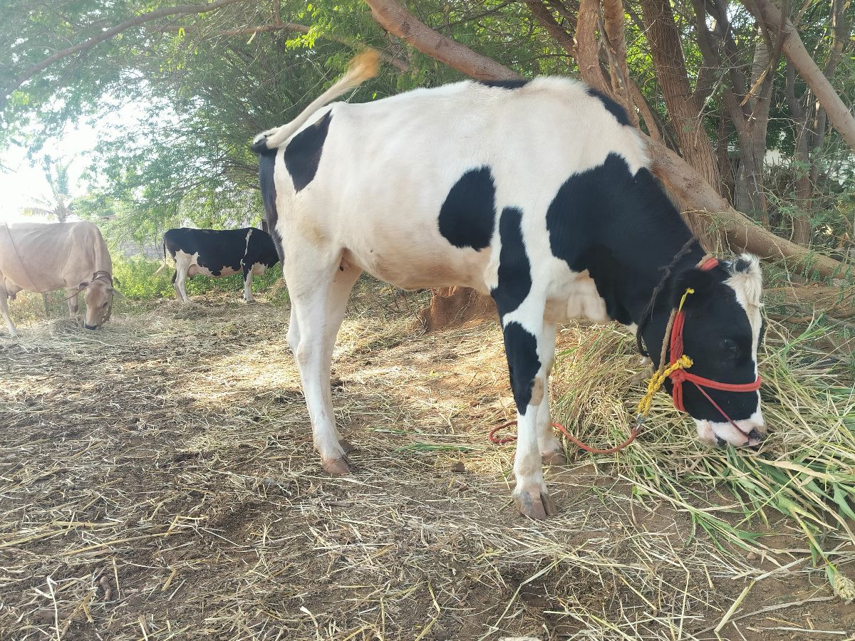HF. கன்று