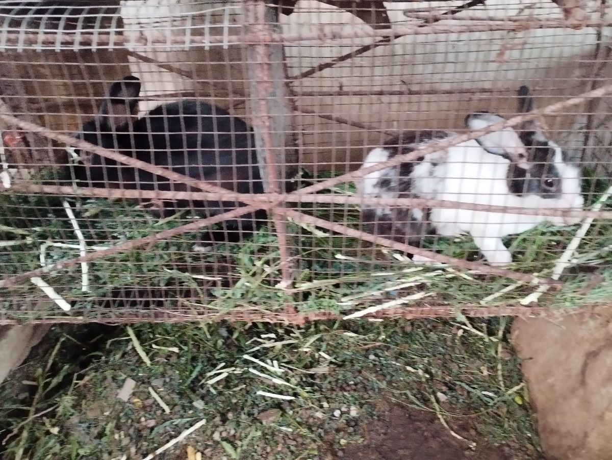 Male: Black , Female: Dutch