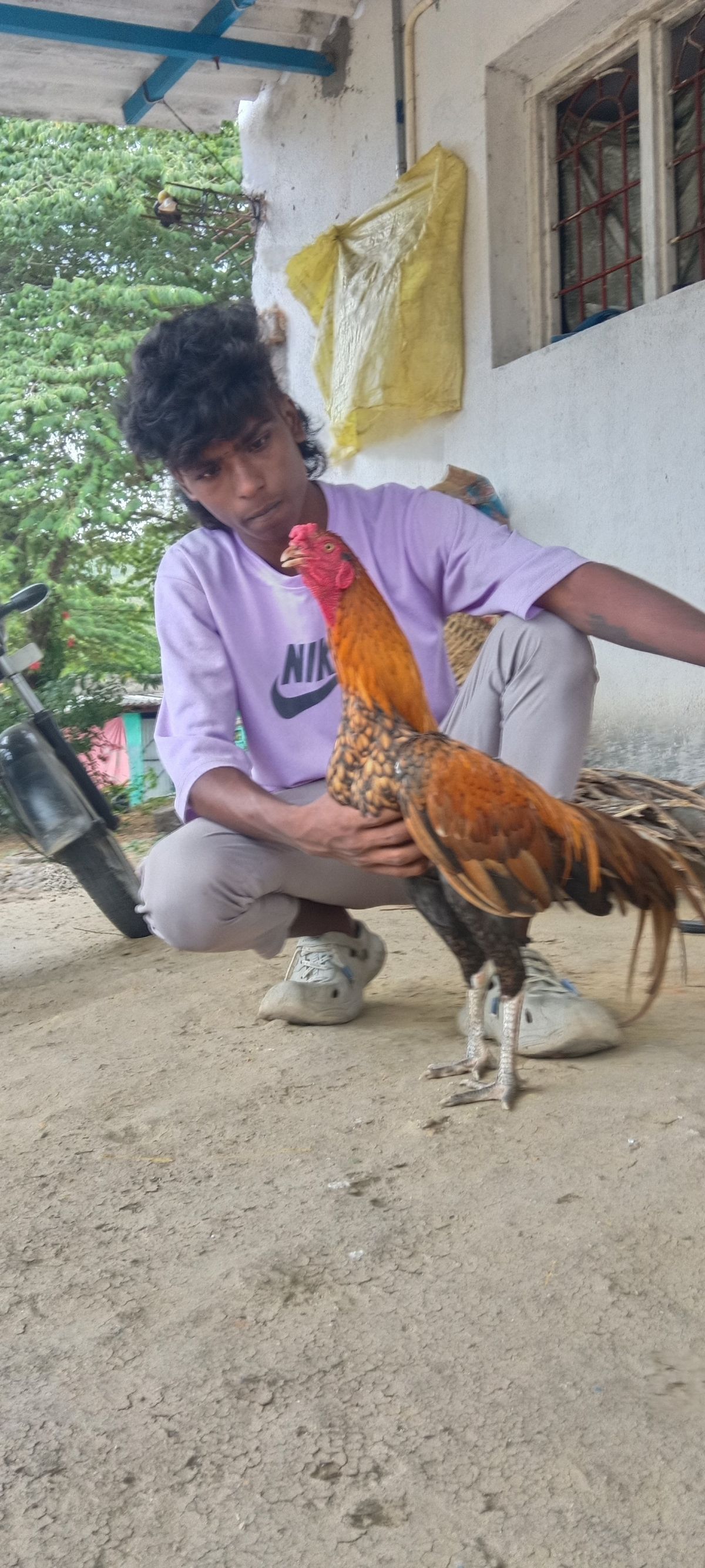 செங்கொடி