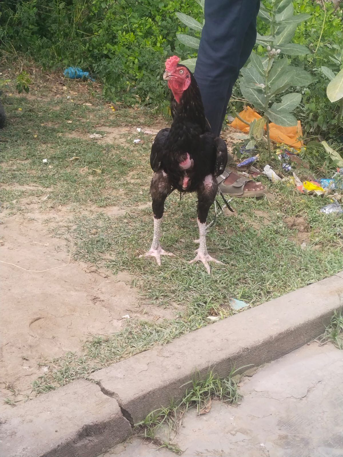 கத்தி கால் செங்கருப்பு சேவல்