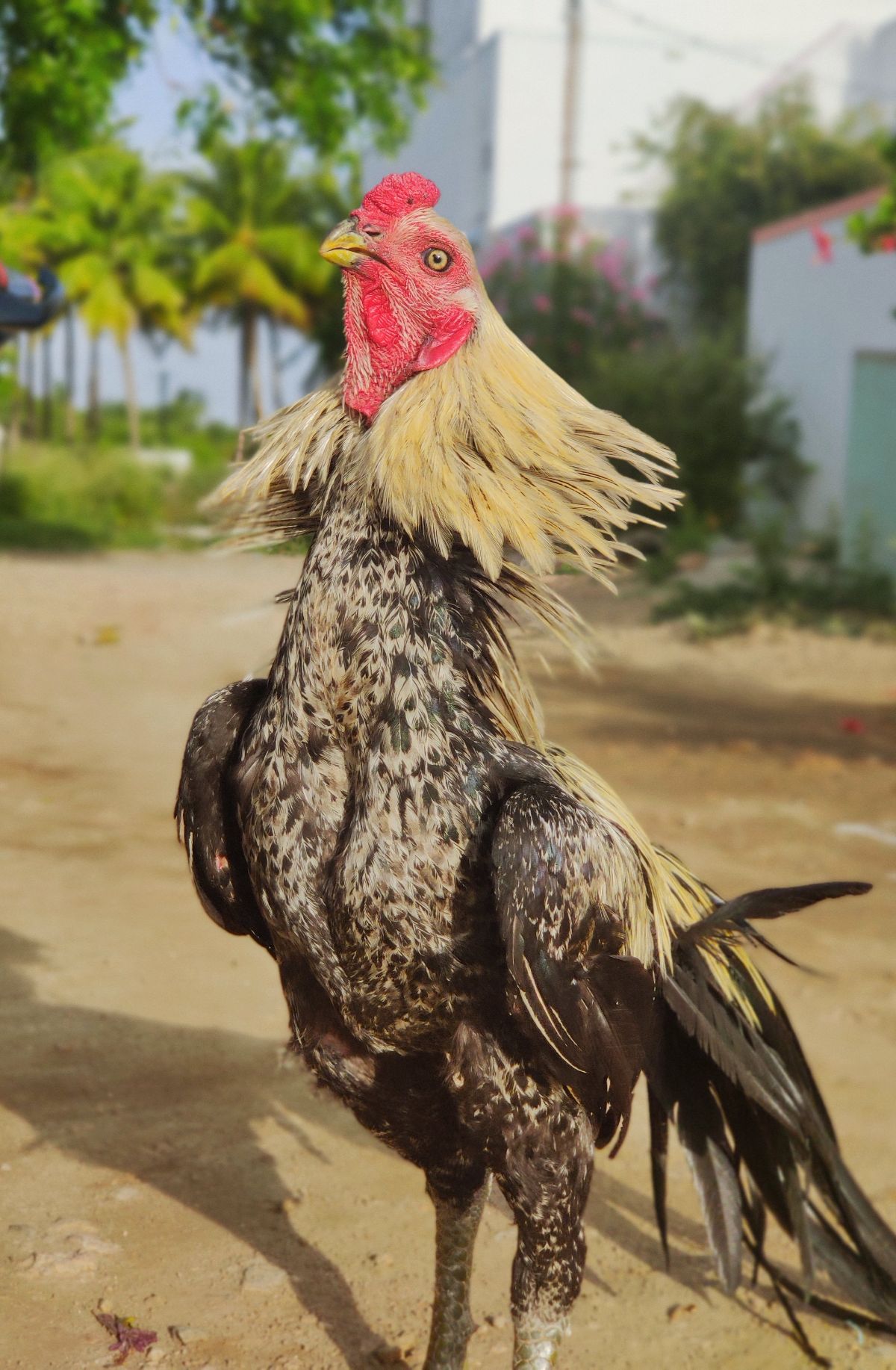 Valluvar Mayil