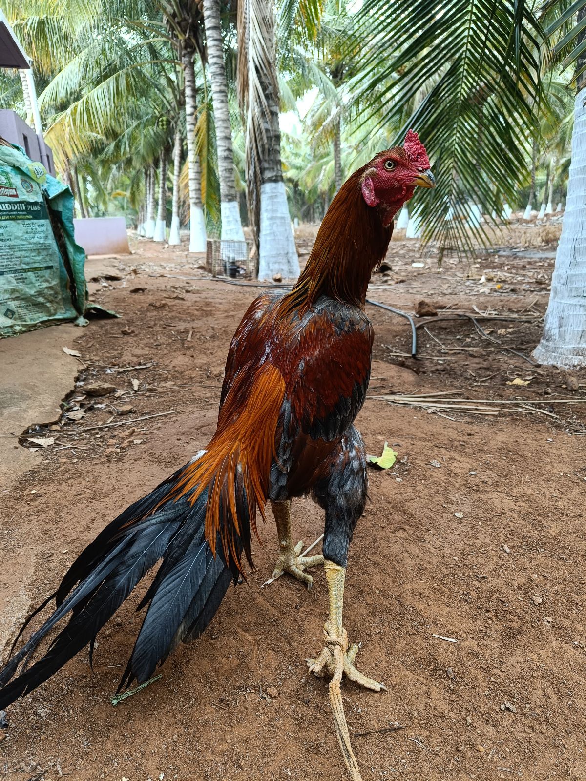Peruvedai Cock Kagaboothi