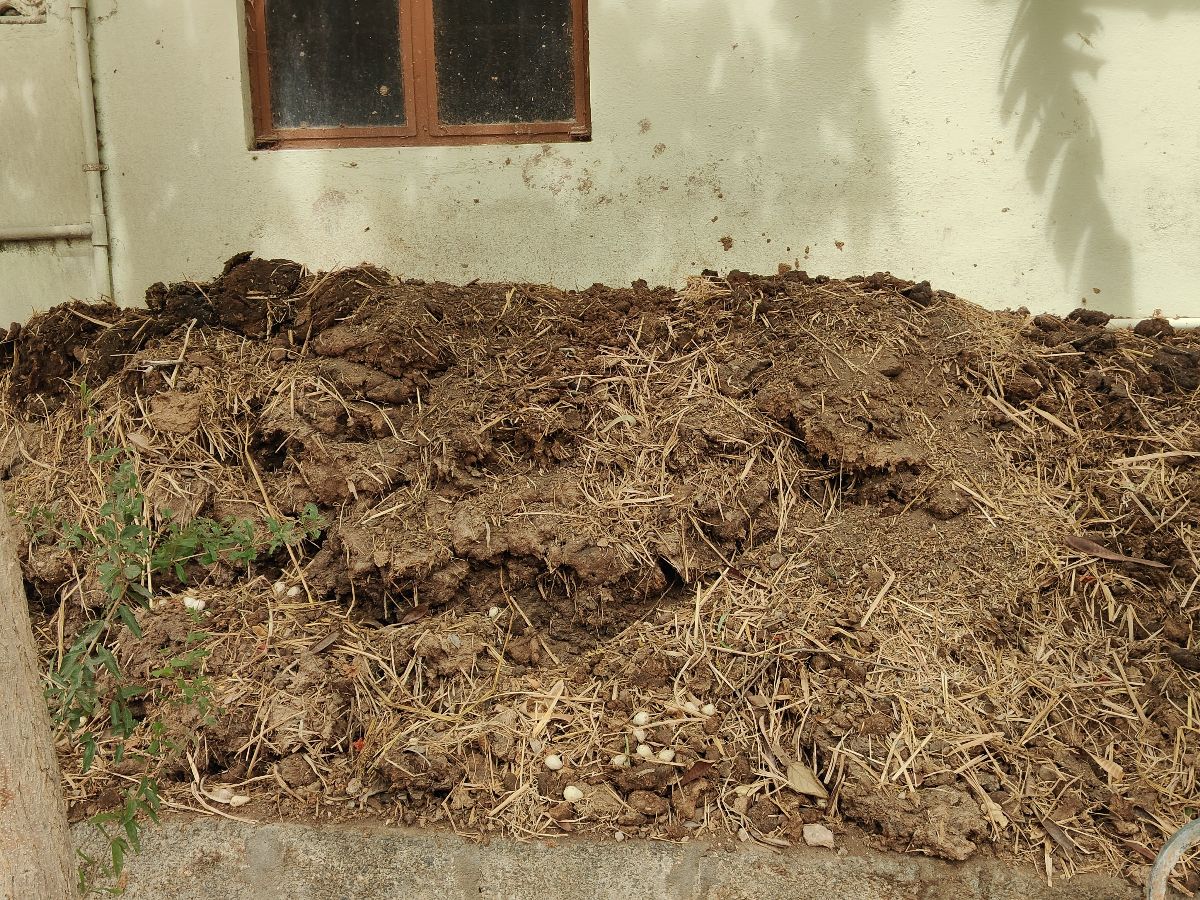 Other Feed & Fodder