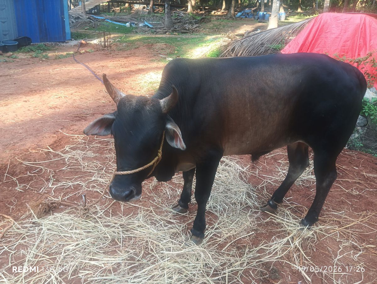 ஜெர்ஸி கிராஸ் காளை