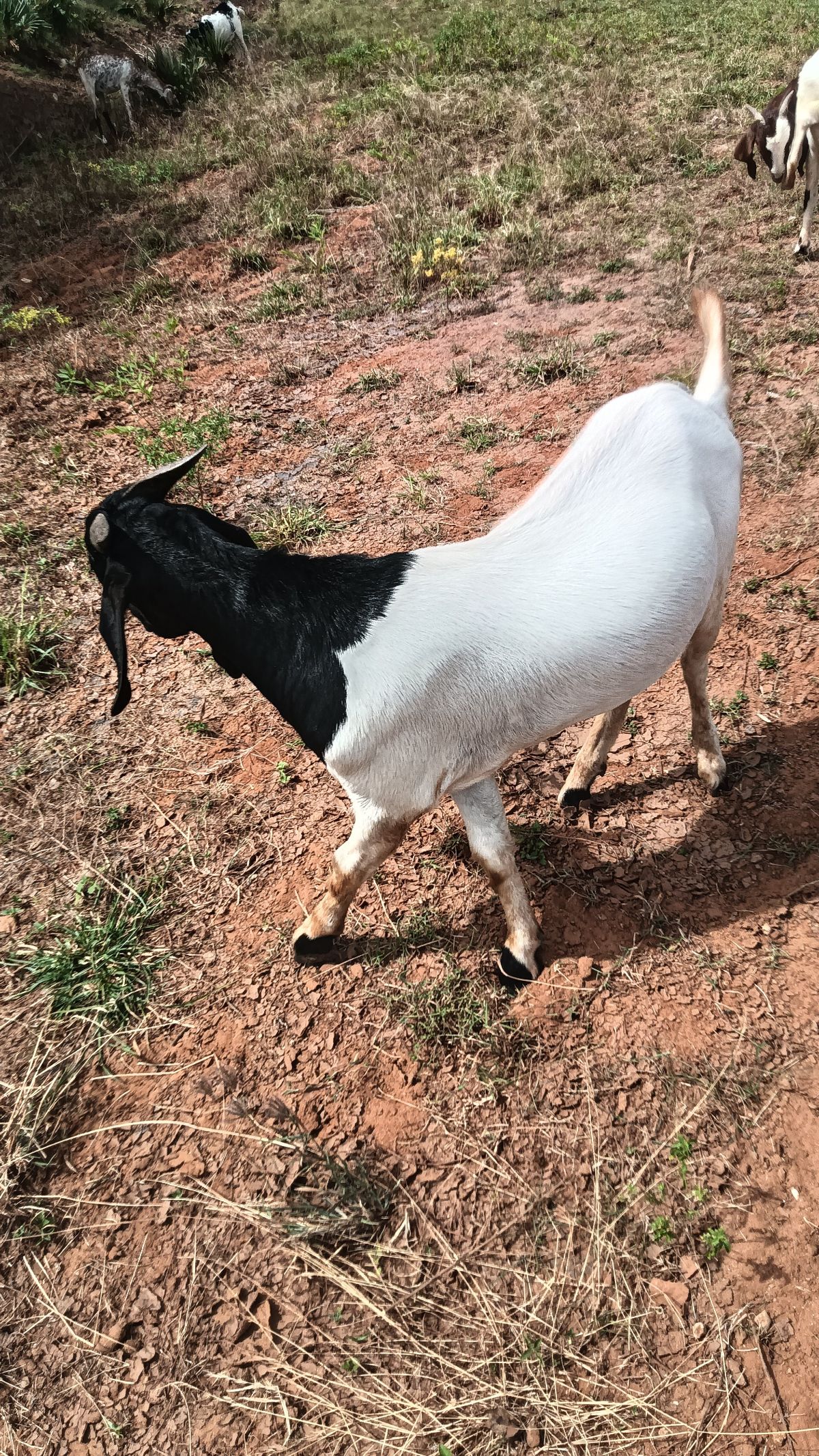 Boerkidai