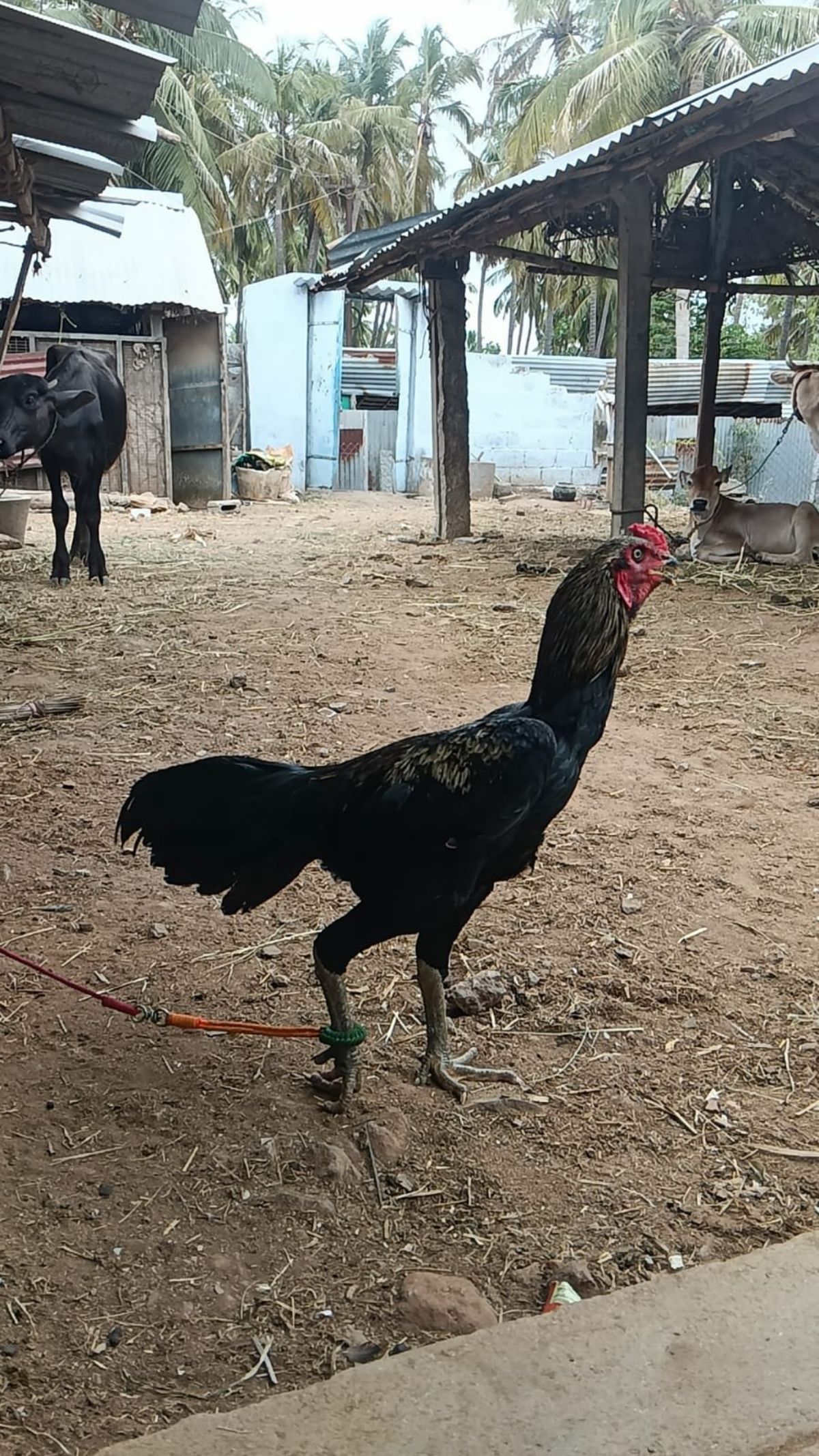 மயில் சேவல்