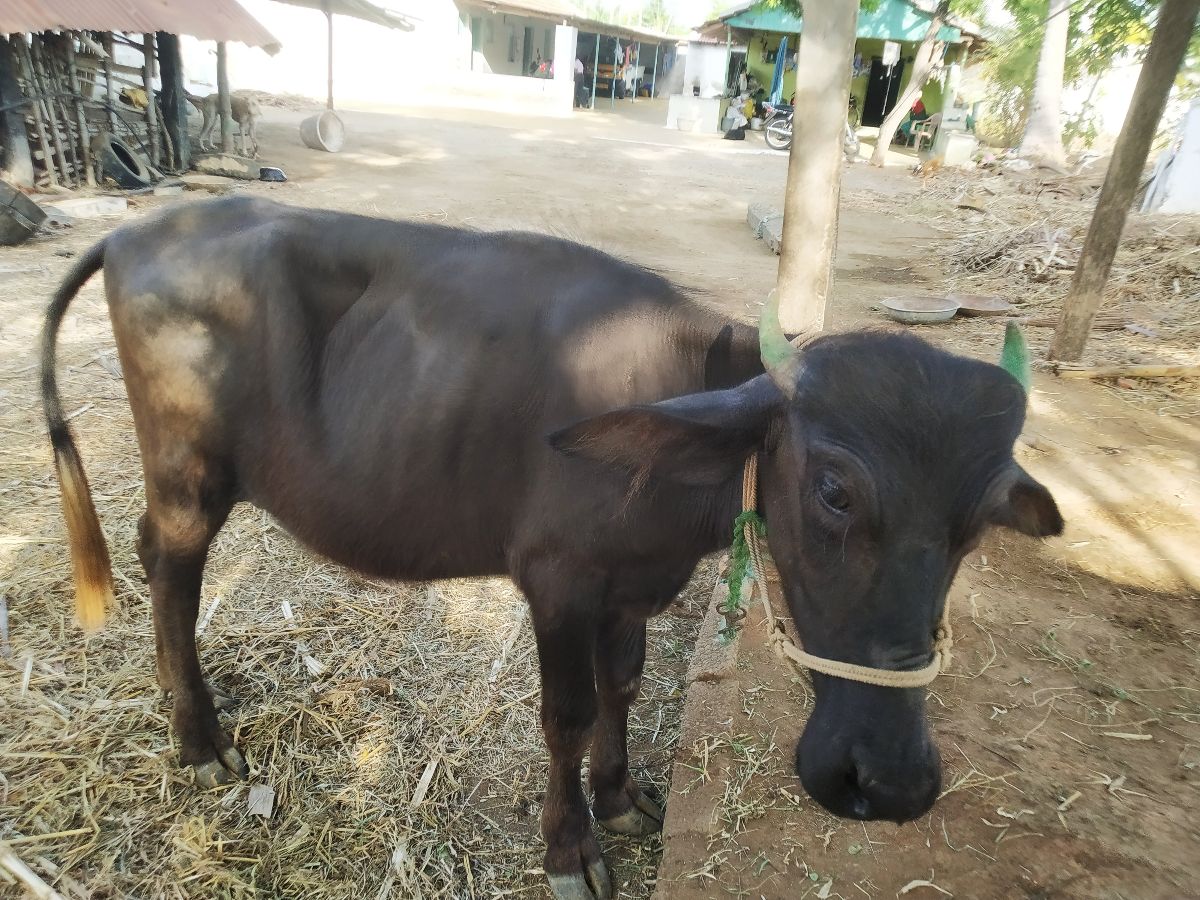 Nattu Arumai