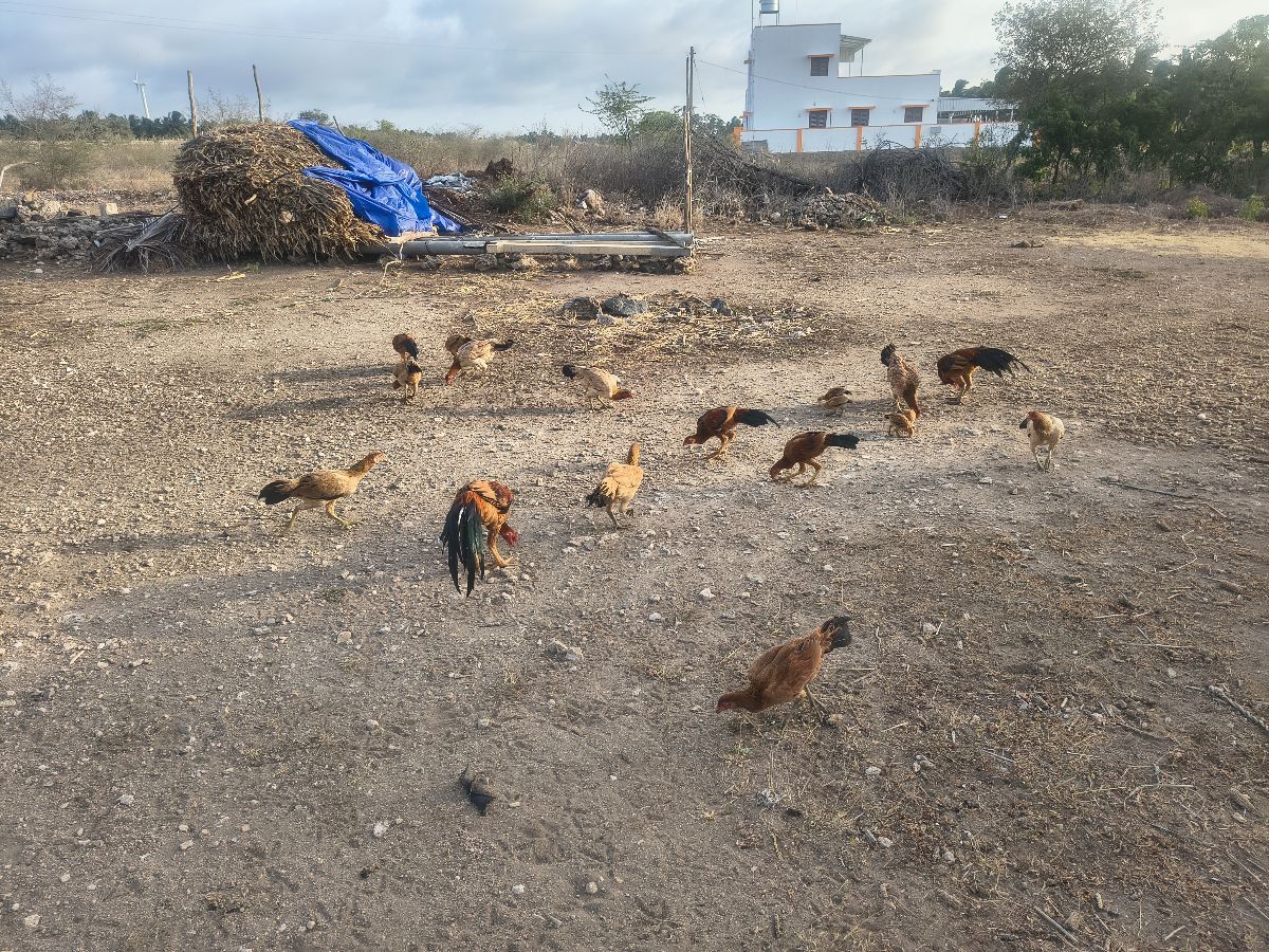 Nattu Koli Seval