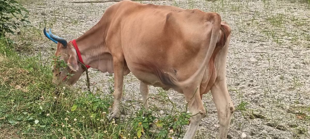 ஜெர்சி