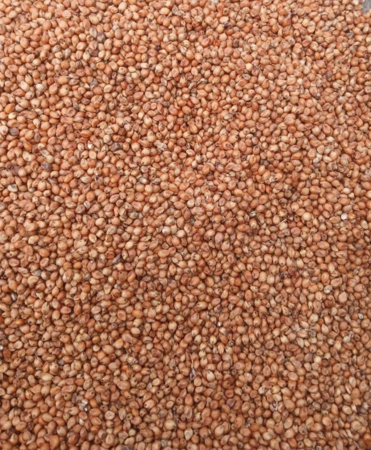 Fodder Seed