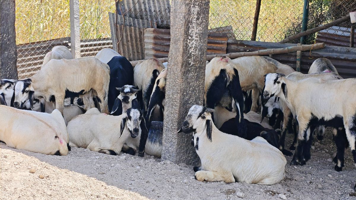 மயிலம்பாடி அடி கருப்பு