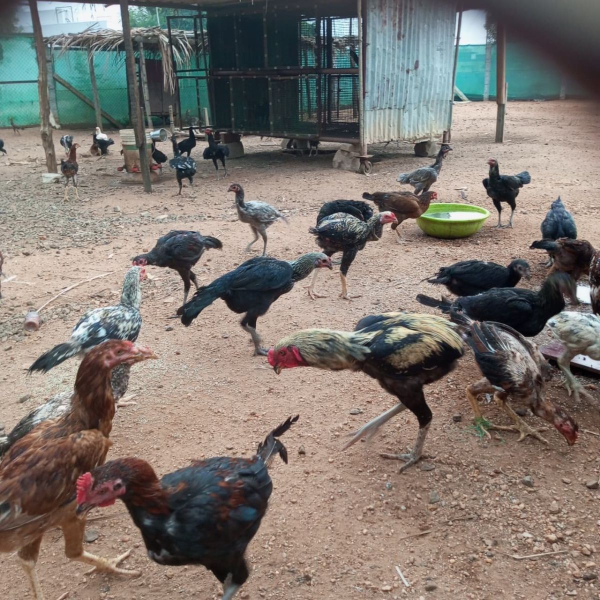 நாட்டு கோழி