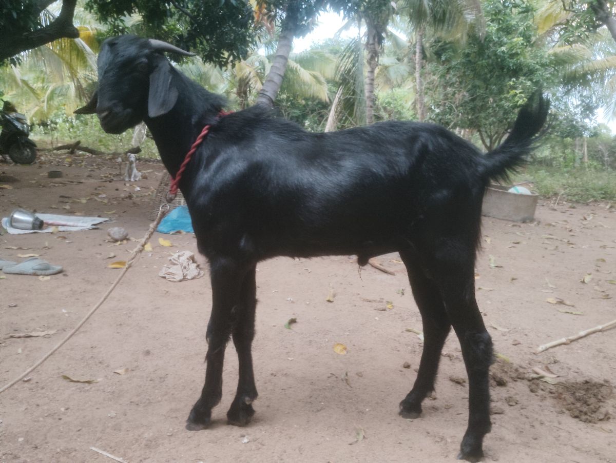 வெள்ளாடு