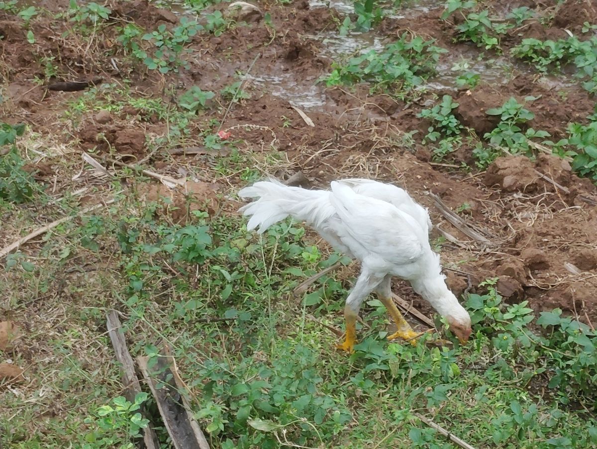 பெருவெடை