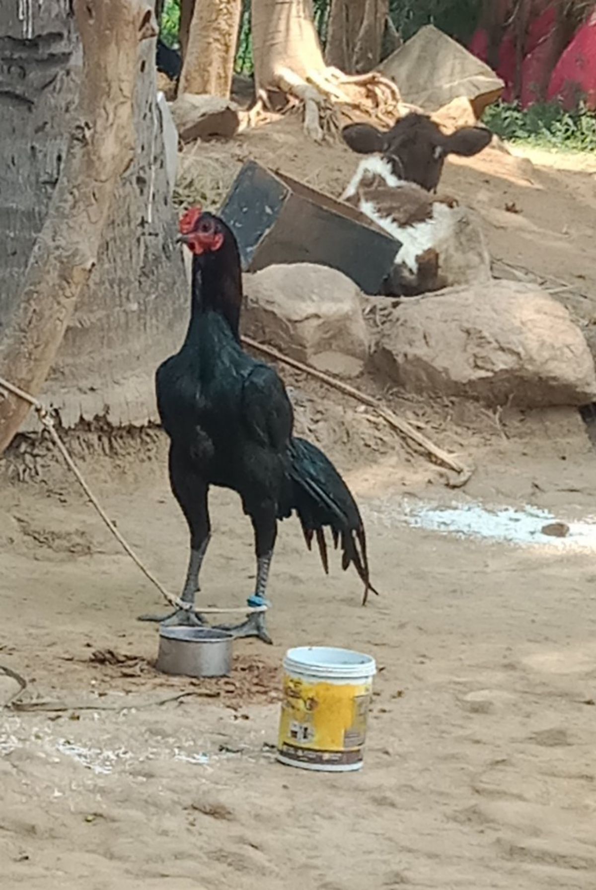Sanda seval🐔🐓🐔