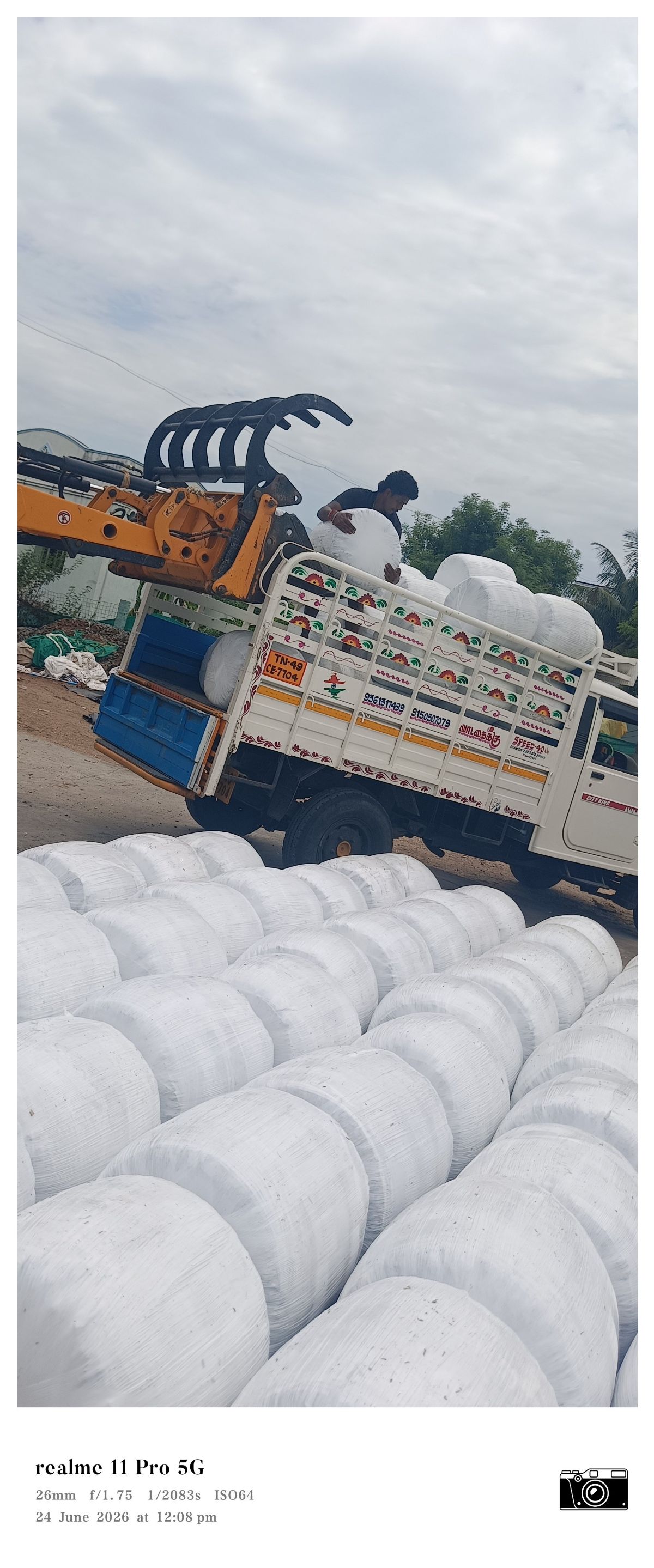 Maize Fodder