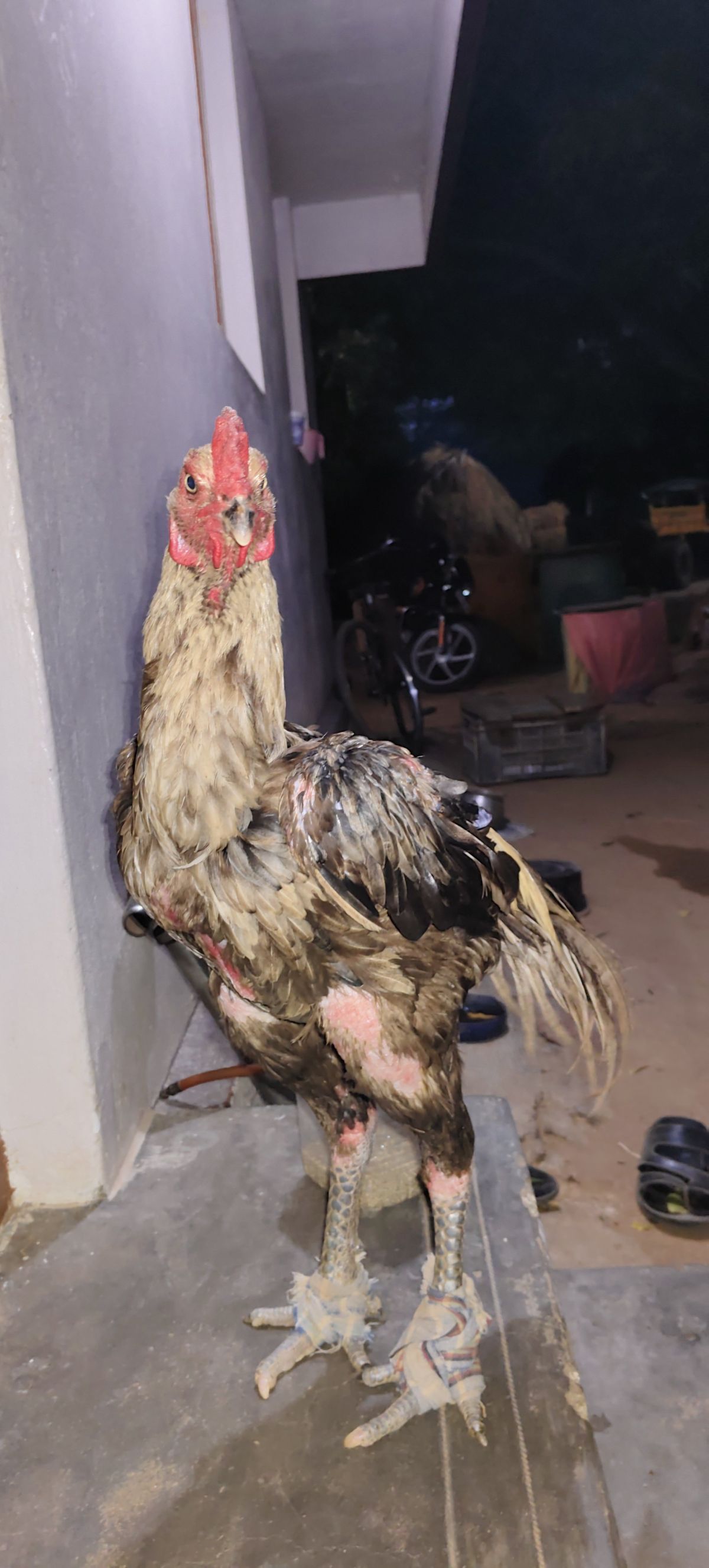 Sandai Seval
