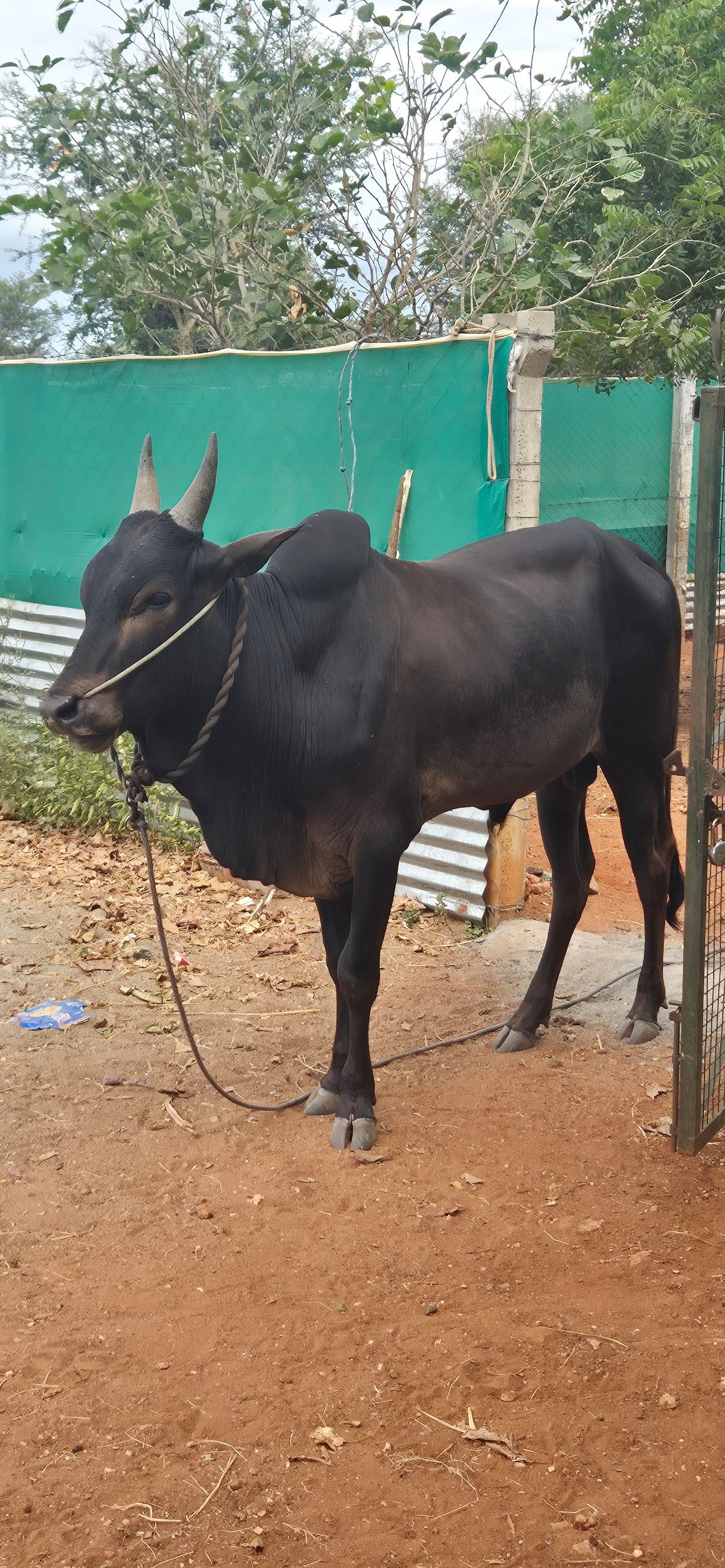 காங்கேயம் காளை காரி