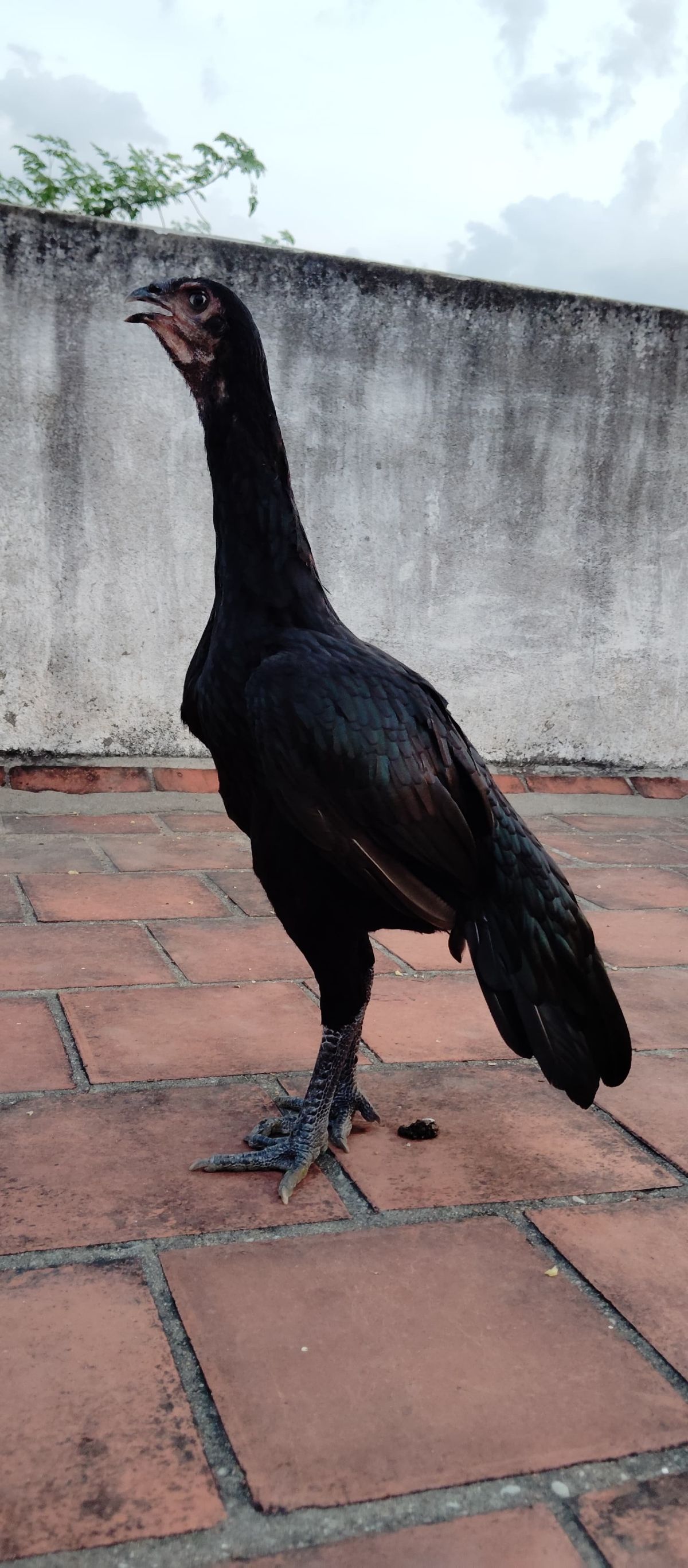 Nattu Kolli