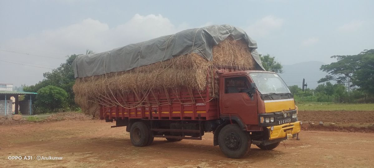 Paddy Straw